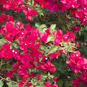 Meet your Posher, Grace